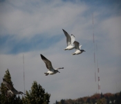 2013 10 12 DuluthWildLife  120